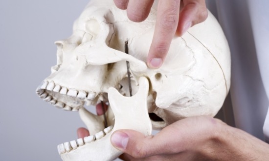 Dentist pointing to the jaw joint on a model of the skull